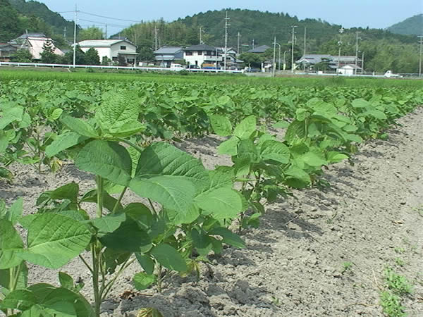 赤井農産の黒豆畑