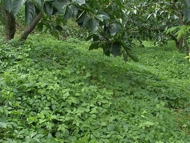 アマチャヅル茶