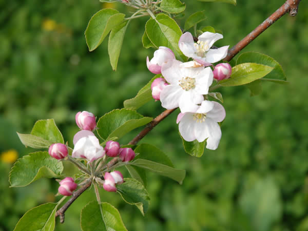 片山りんご園のりんごの花