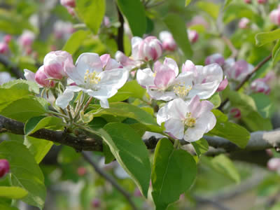 ２００７年のりんごの花