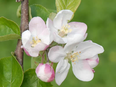 りんごの花のアップ