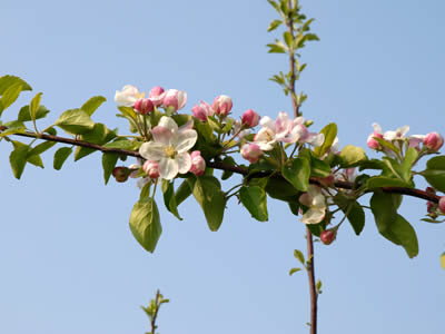 りんごの花と青い空