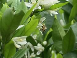 みかんの花