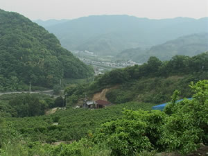 5月の栗山園