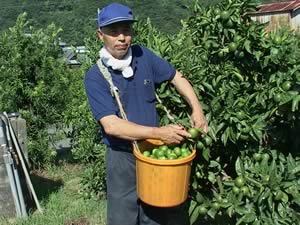 宮本極早生　青みかん