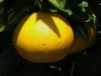 田の浦オレンジ