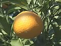 木になる清見オレンジ