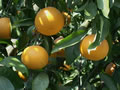 収穫を待つ清見オレンジ