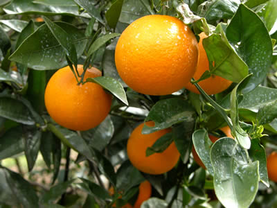 栗山園のバレンシアオレンジ