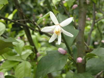 栗山園のレモンの花