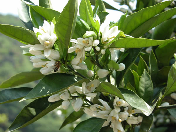 栗山園のみかんの花