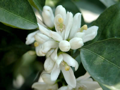 みかんの花