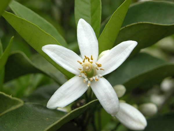 栗山園のみかんの花