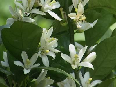 みかんの花