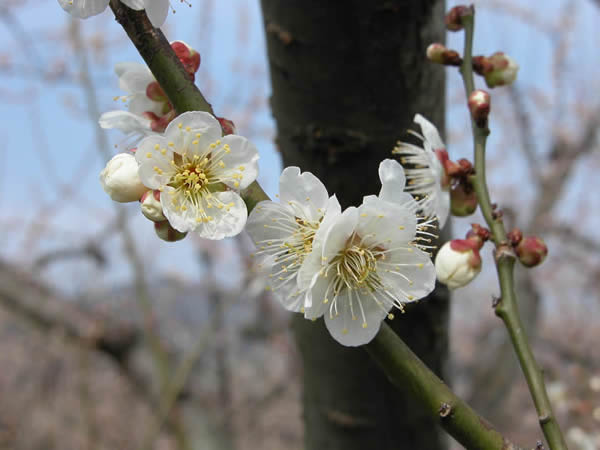 かつらぎの梅　古城の花