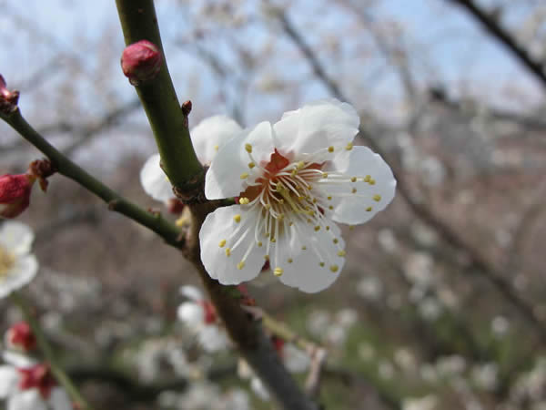 かつらぎの梅　南高梅の花