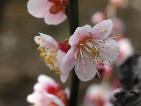 かつらぎの梅　鴬宿梅の花