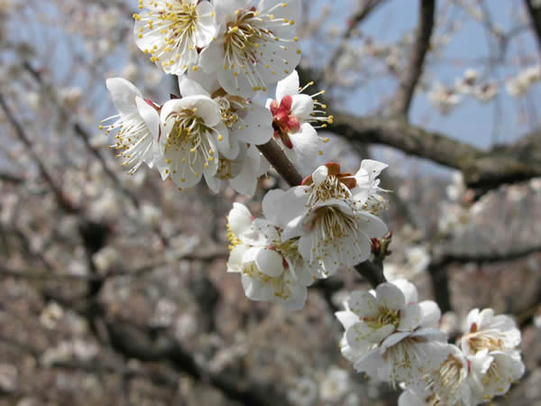 かつらぎの梅　白加賀の花