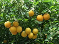 バレンシアオレンジの樹なり